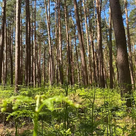 Luxushaus Boddenkueste Mit Sauna Fuhlendorf (Mecklenburg-Vorpommern)
