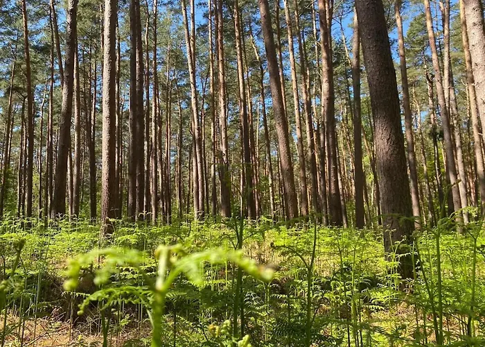 Luxushaus Boddenkueste Mit Sauna Fuhlendorf (Mecklenburg-Vorpommern)